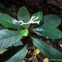 Chassalia curviflora (Wall.) Thwaites